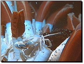 Tube worms and crab
